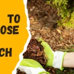 how to dispose of mulch